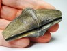 Cyrtospirifer grabaui - Late Devonian - Barvaux - Belgium
