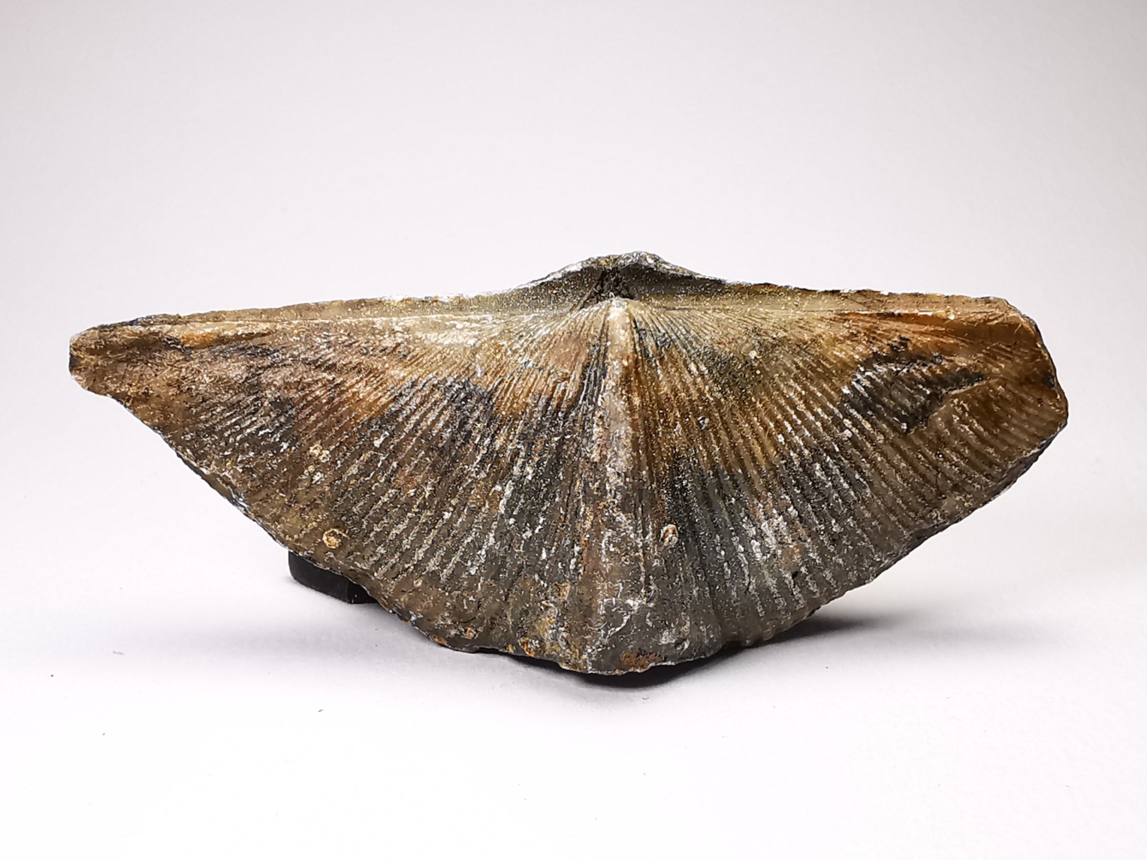 Cyrtospirifer grabaui - Late Devonian - Barvaux - Belgium