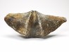 Cyrtospirifer grabaui - Late Devonian - Barvaux - Belgium