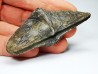 Cyrtospirifer grabaui - Late Devonian - Barvaux - Belgium