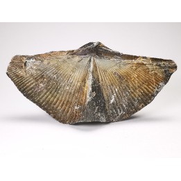 Cyrtospirifer grabaui - Late Devonian - Barvaux - Belgium