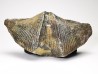 Cyrtospirifer grabaui - Late Devonian - Barvaux - Belgium