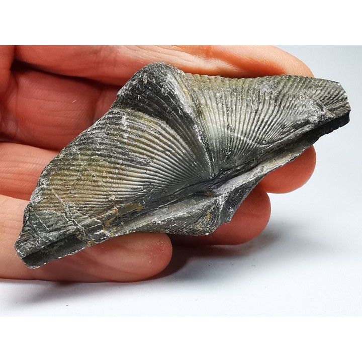 Cyrtospirifer grabaui - Late Devonian - Barvaux - Belgium