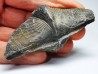 Cyrtospirifer grabaui - Late Devonian - Barvaux - Belgium