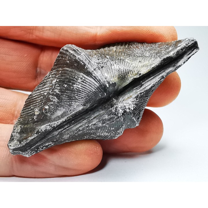 Cyrtospirifer grabaui - Late Devonian - Barvaux - Belgium
