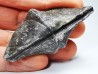 Cyrtospirifer grabaui - Late Devonian - Barvaux - Belgium
