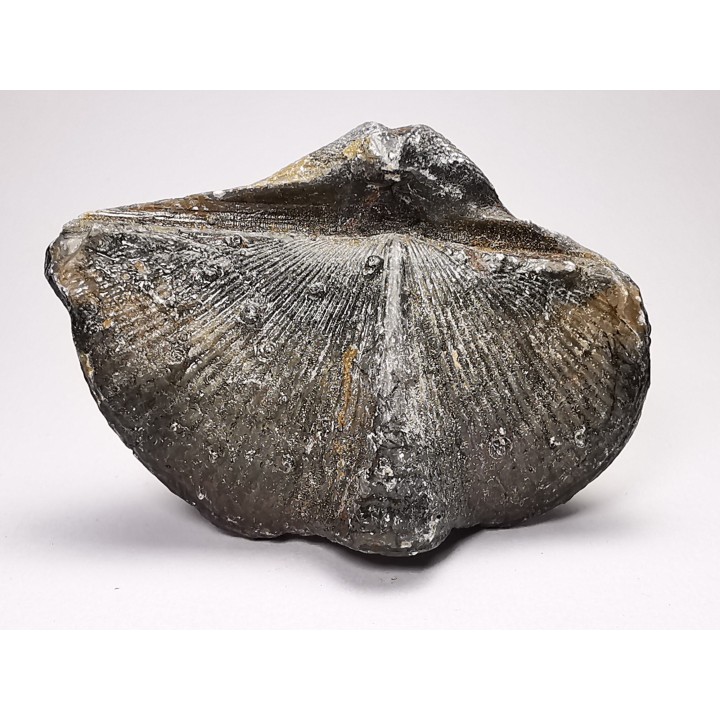 Cyrtospirifer verneuilli - Late Devonian - Barvaux - Belgium