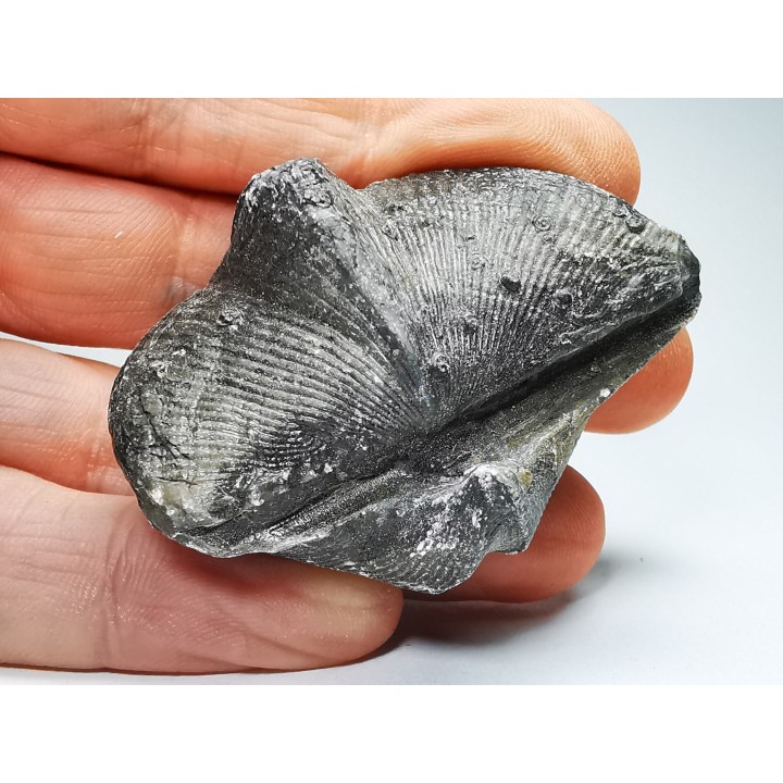 Cyrtospirifer verneuilli - Late Devonian - Barvaux - Belgium