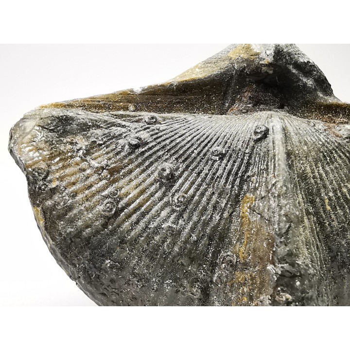 Cyrtospirifer verneuilli - Late Devonian - Barvaux - Belgium