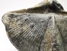 Cyrtospirifer verneuilli - Late Devonian - Barvaux - Belgium