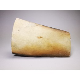 Mammoth ivory - Alaska, USA