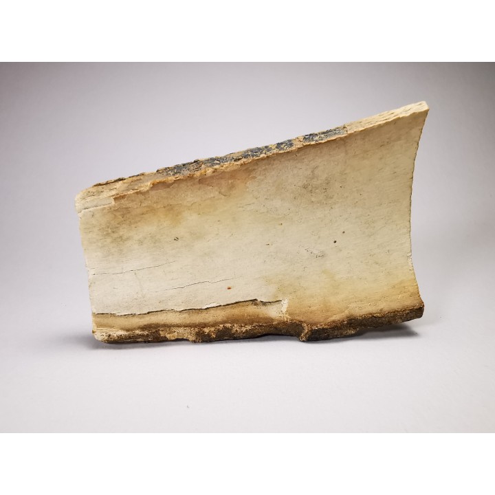 Mammoth ivory - Alaska, USA