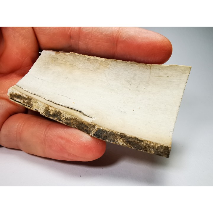 Mammoth ivory - Alaska, USA