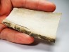 Mammoth ivory - Alaska, USA