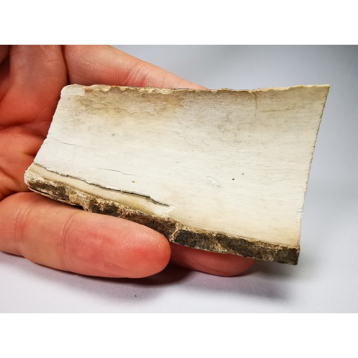 Mammoth ivory - Alaska, USA