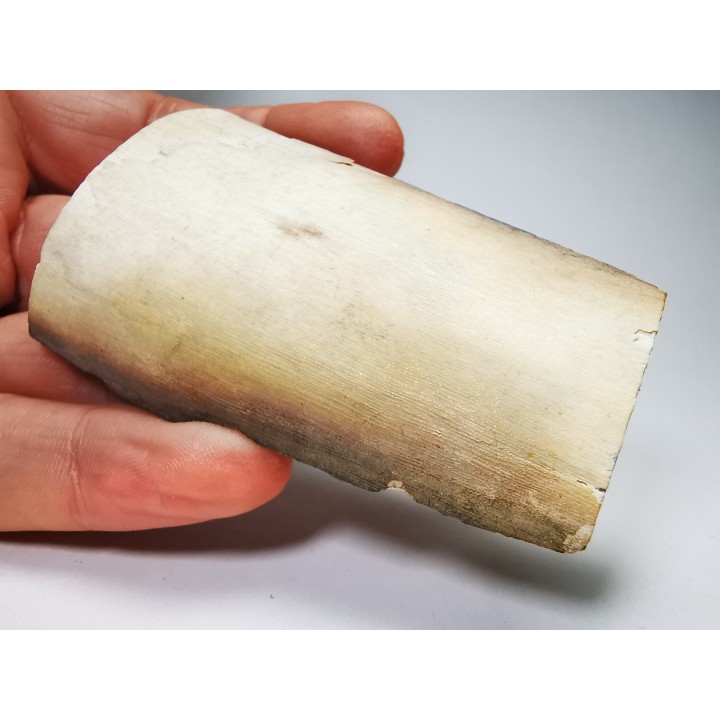 Mammoth ivory - Alaska, USA