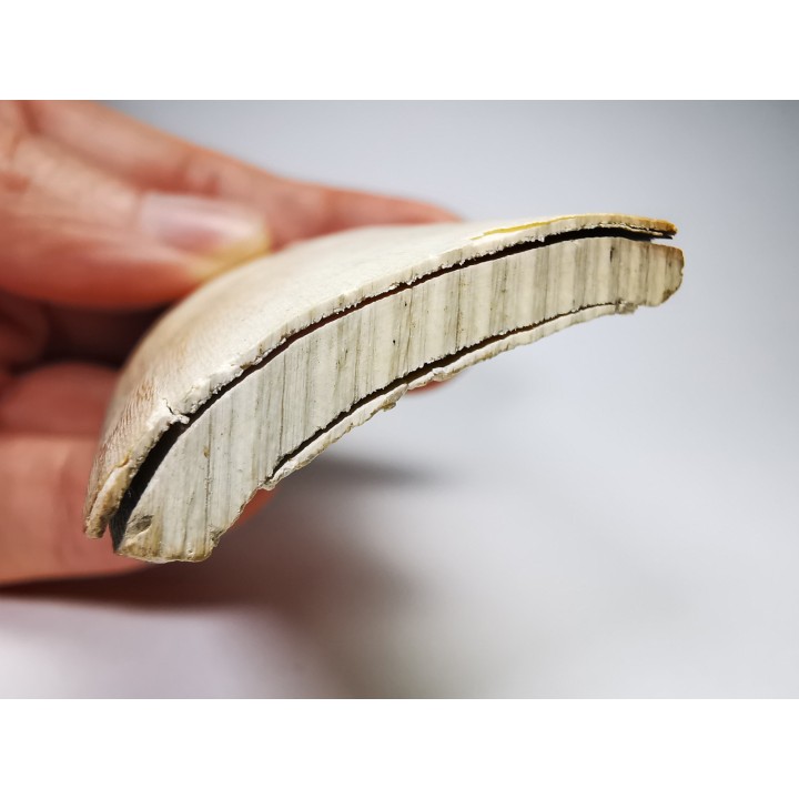 Mammoth ivory - Alaska, USA
