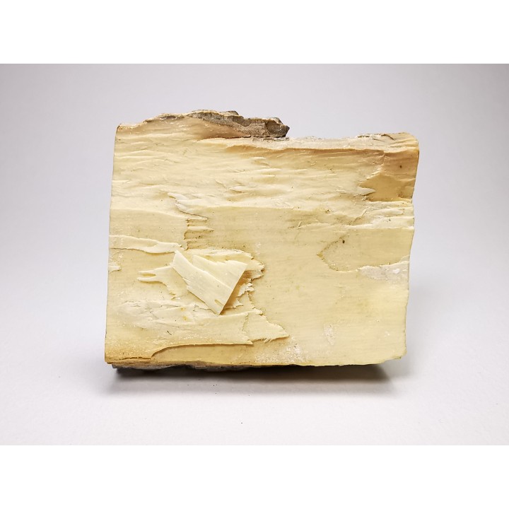 Mammoth ivory - Alaska, USA