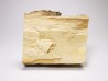 Mammoth ivory - Alaska, USA