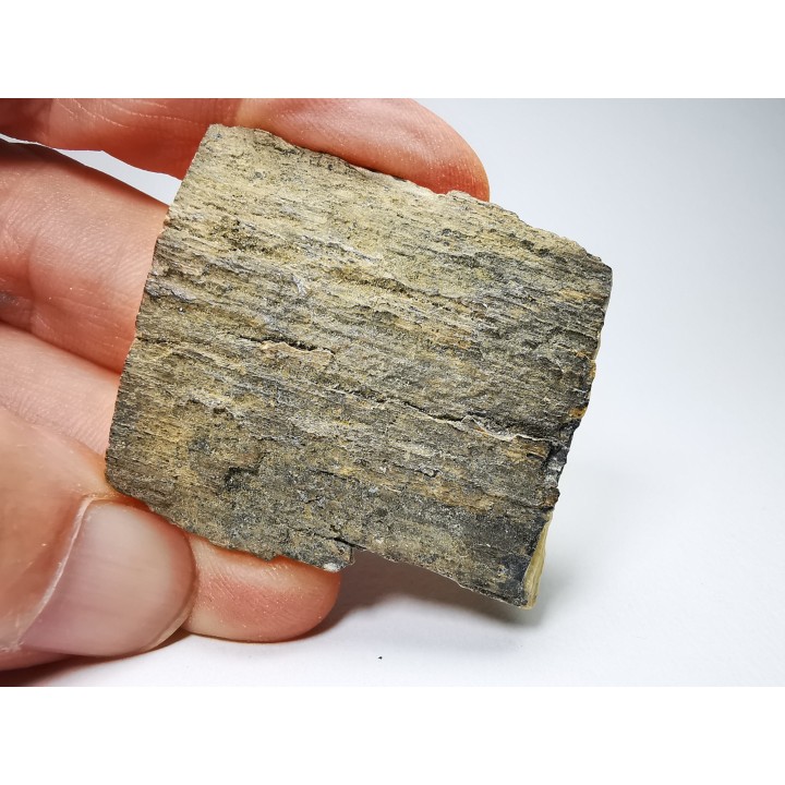 Mammoth ivory - Alaska, USA