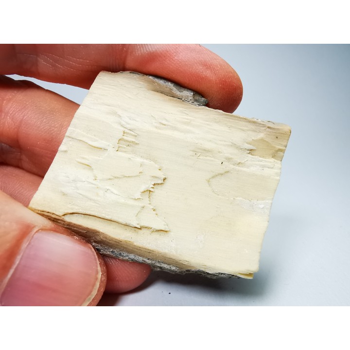 Mammoth ivory - Alaska, USA