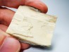 Mammoth ivory - Alaska, USA
