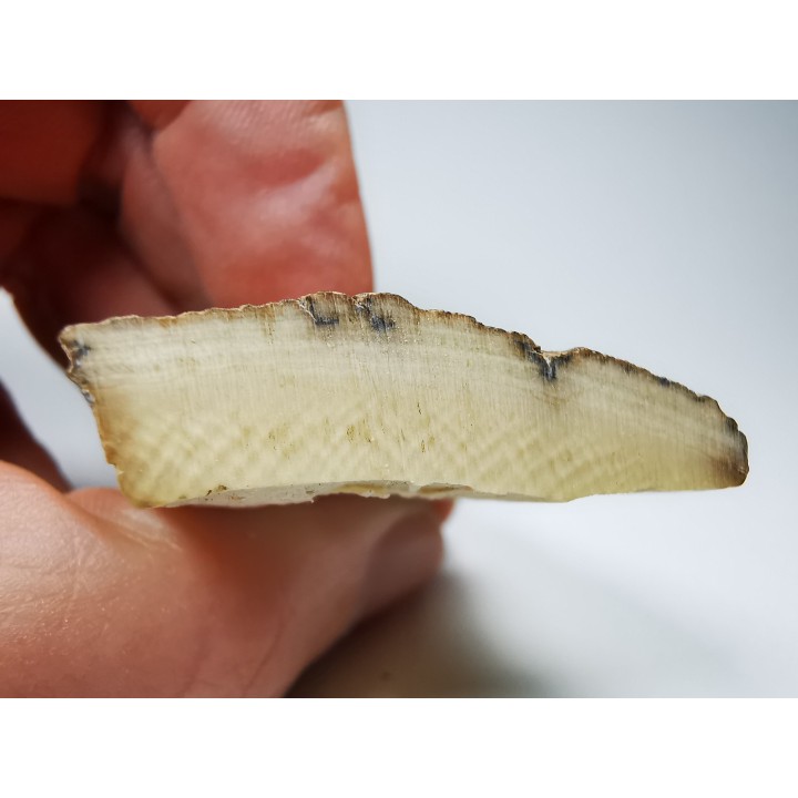 Mammoth ivory - Alaska, USA