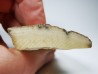 Mammoth ivory - Alaska, USA
