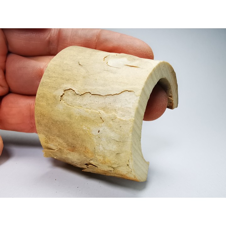 Mammoth ivory - Alaska, USA