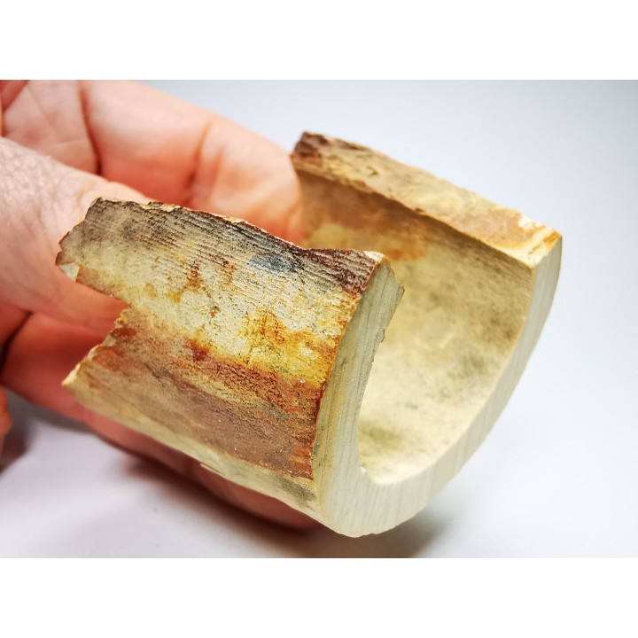 Mammoth ivory - Alaska, USA