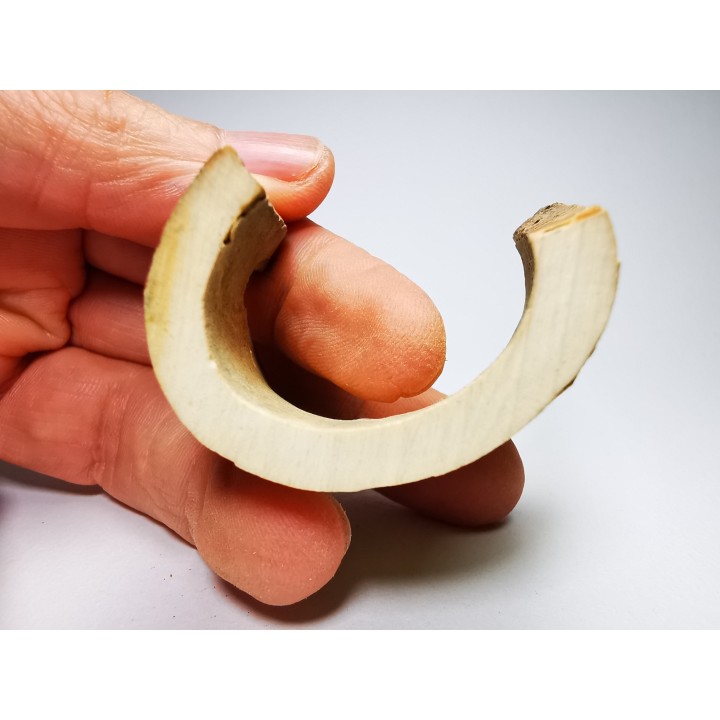Mammoth ivory - Alaska, USA