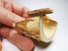 Mammoth ivory - Alaska, USA
