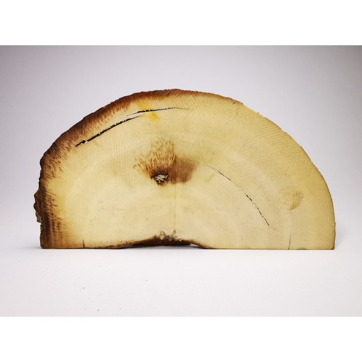 Mammoth ivory - Alaska, USA