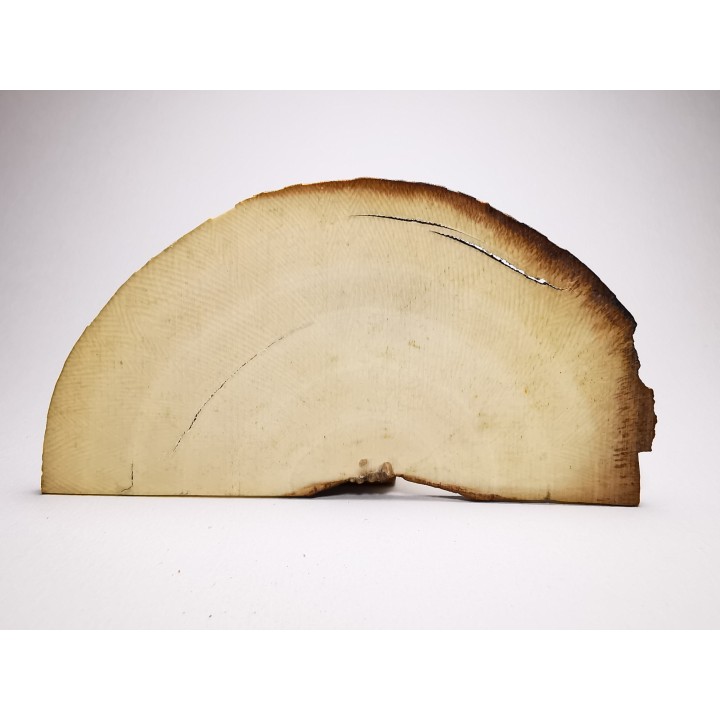Mammoth ivory - Alaska, USA