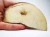 Mammoth ivory - Alaska, USA