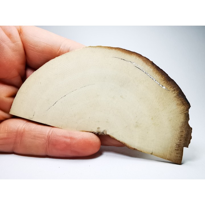 Mammoth ivory - Alaska, USA