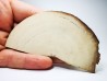 Mammoth ivory - Alaska, USA