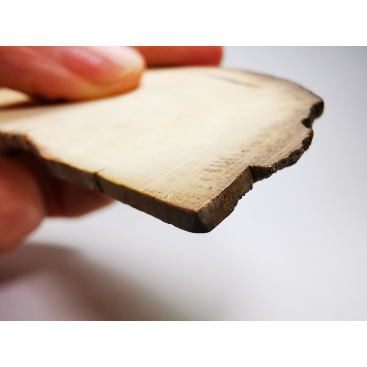 Mammoth ivory - Alaska, USA