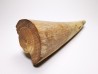 Mammoth ivory - Alaska, USA