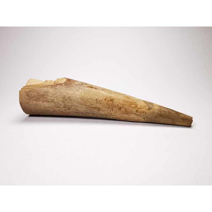Mammoth ivory - Alaska, USA