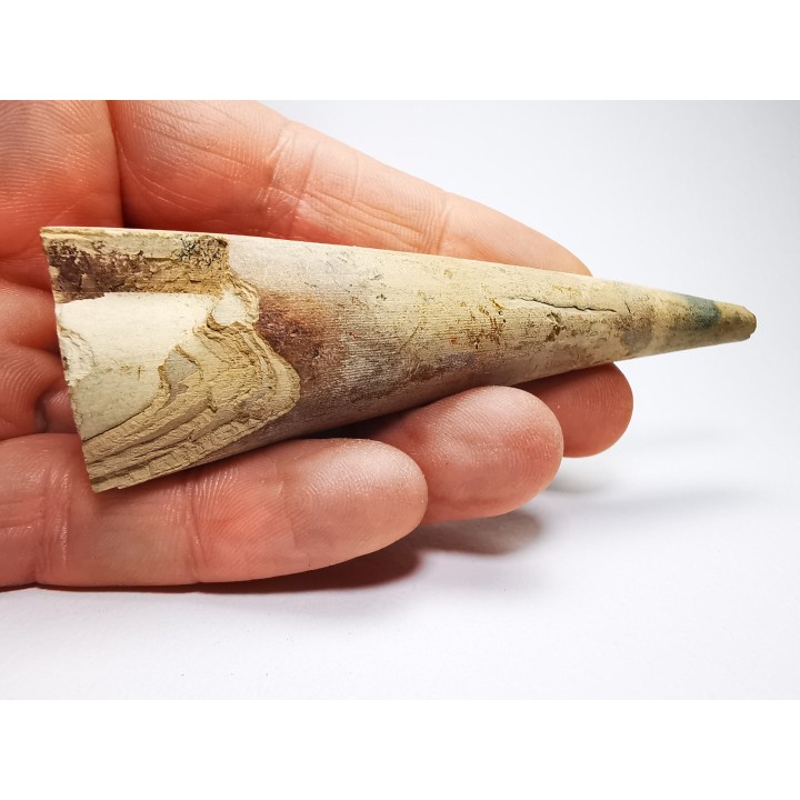 Mammoth ivory - Alaska, USA