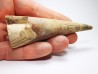 Mammoth ivory - Alaska, USA