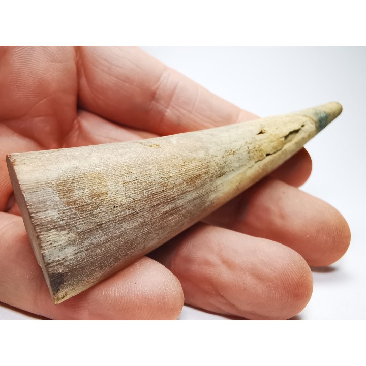Mammoth ivory - Alaska, USA