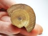 Mammoth ivory - Alaska, USA