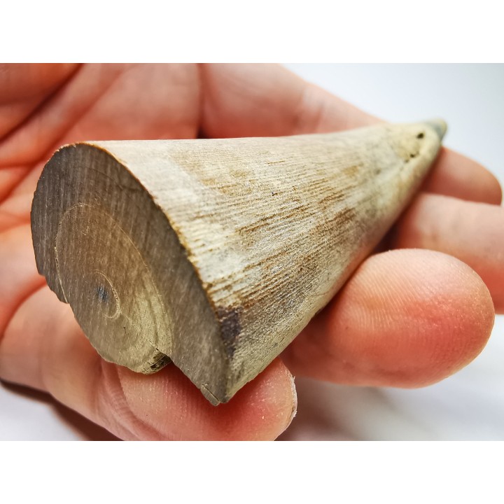 Mammoth ivory - Alaska, USA