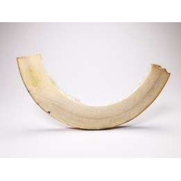 Mammoth ivory - Alaska, USA