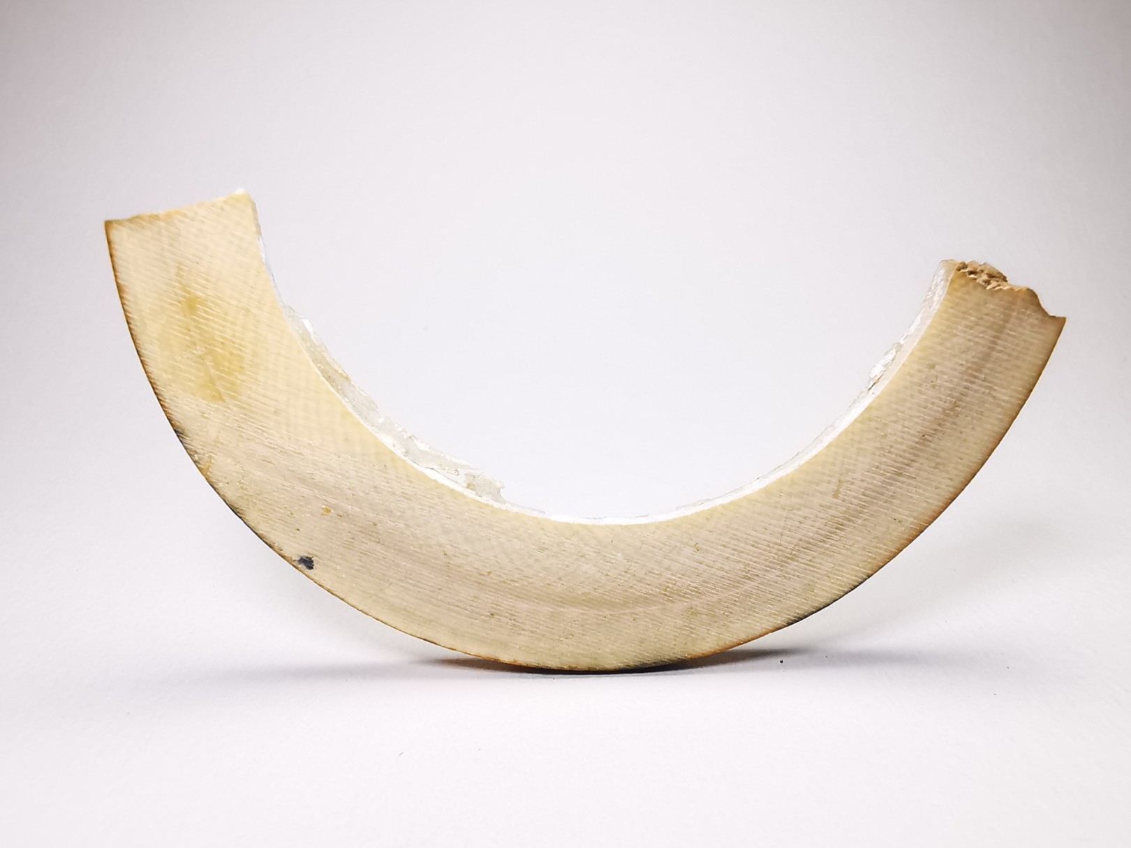 Mammoth ivory - Alaska, USA