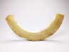 Mammoth ivory - Alaska, USA