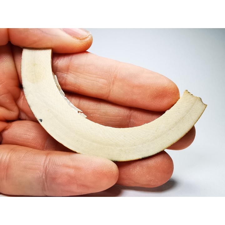 Mammoth ivory - Alaska, USA