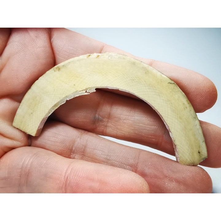 Mammoth ivory - Alaska, USA